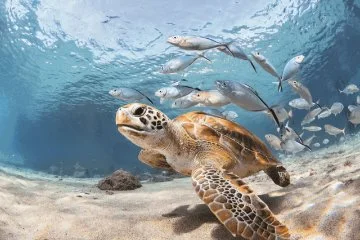 Heart of the Ocean