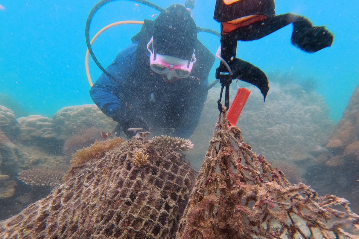 Coral Conservation